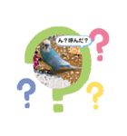 セキセイインコ日常会話スタンプ（個別スタンプ：8）