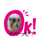 セキセイインコ日常会話スタンプ（個別スタンプ：11）