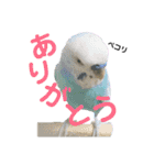 セキセイインコ日常会話スタンプ（個別スタンプ：18）