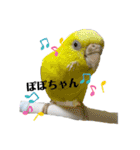 セキセイインコ日常会話スタンプ（個別スタンプ：31）