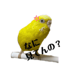 セキセイインコ日常会話スタンプ（個別スタンプ：34）
