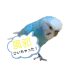 セキセイインコ日常会話スタンプ（個別スタンプ：39）