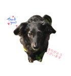 犬のくま（ブラソリ）（個別スタンプ：1）