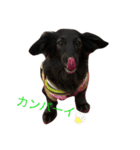 犬のくま（ブラソリ）（個別スタンプ：2）