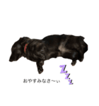 犬のくま（ブラソリ）（個別スタンプ：6）