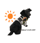 犬のくま（ブラソリ）（個別スタンプ：7）