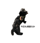 犬のくま（ブラソリ）（個別スタンプ：9）