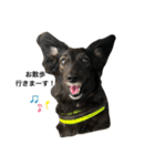 犬のくま（ブラソリ）（個別スタンプ：10）