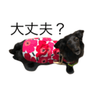 犬のくま（ブラソリ）（個別スタンプ：13）