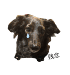 犬のくま（ブラソリ）（個別スタンプ：15）