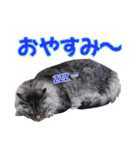 三毛・黒・あめしょーのお気楽な毎日その2（個別スタンプ：4）
