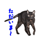 三毛・黒・あめしょーのお気楽な毎日その2（個別スタンプ：7）