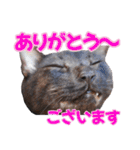 三毛・黒・あめしょーのお気楽な毎日その2（個別スタンプ：14）