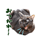 三毛・黒・あめしょーのお気楽な毎日その2（個別スタンプ：16）