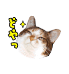 三毛・黒・あめしょーのお気楽な毎日その2（個別スタンプ：17）
