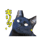 三毛・黒・あめしょーのお気楽な毎日その2（個別スタンプ：18）