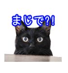 三毛・黒・あめしょーのお気楽な毎日その2（個別スタンプ：20）