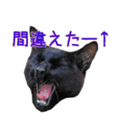 三毛・黒・あめしょーのお気楽な毎日その2（個別スタンプ：25）