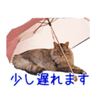 三毛・黒・あめしょーのお気楽な毎日その2（個別スタンプ：28）