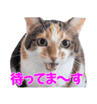三毛・黒・あめしょーのお気楽な毎日その2（個別スタンプ：31）