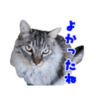 三毛・黒・あめしょーのお気楽な毎日その2（個別スタンプ：32）