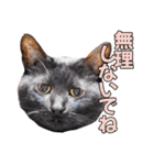 三毛・黒・あめしょーのお気楽な毎日その2（個別スタンプ：33）