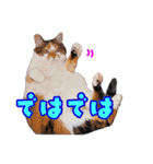 三毛・黒・あめしょーのお気楽な毎日その2（個別スタンプ：39）