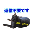 三毛・黒・あめしょーのお気楽な毎日その2（個別スタンプ：40）