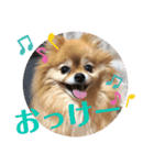 2月2日生まれのマロンちゃん（個別スタンプ：2）