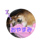 2月2日生まれのマロンちゃん（個別スタンプ：4）