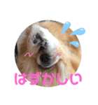 2月2日生まれのマロンちゃん（個別スタンプ：8）