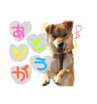 マルのきもち（個別スタンプ：3）