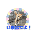 マルのきもち（個別スタンプ：11）