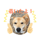 マルのきもち（個別スタンプ：12）