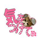 少し丁寧な言葉 デカ文字 猫スタンプ（個別スタンプ：3）