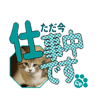 少し丁寧な言葉 デカ文字 猫スタンプ（個別スタンプ：5）