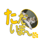 少し丁寧な言葉 デカ文字 猫スタンプ（個別スタンプ：6）