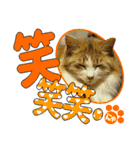 少し丁寧な言葉 デカ文字 猫スタンプ（個別スタンプ：13）