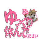 少し丁寧な言葉 デカ文字 猫スタンプ（個別スタンプ：20）