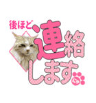 少し丁寧な言葉 デカ文字 猫スタンプ（個別スタンプ：24）