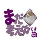 少し丁寧な言葉 デカ文字 猫スタンプ（個別スタンプ：28）