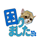 少し丁寧な言葉 デカ文字 猫スタンプ（個別スタンプ：30）