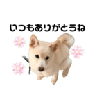 豆柴犬こな子の毎日 Part2（個別スタンプ：1）