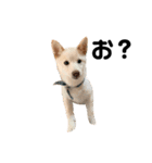 豆柴犬こな子の毎日 Part2（個別スタンプ：2）