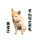 豆柴犬こな子の毎日 Part2（個別スタンプ：3）