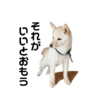 豆柴犬こな子の毎日 Part2（個別スタンプ：4）
