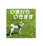 豆柴犬こな子の毎日 Part2（個別スタンプ：5）