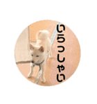 豆柴犬こな子の毎日 Part2（個別スタンプ：6）