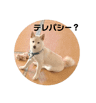 豆柴犬こな子の毎日 Part2（個別スタンプ：7）