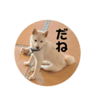 豆柴犬こな子の毎日 Part2（個別スタンプ：8）